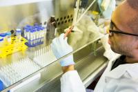 A researcher pipettes samples at the hood in a laboratory.